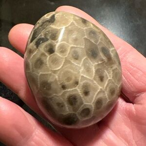 Natural Polished Petoskey Stone From Lake Michigan